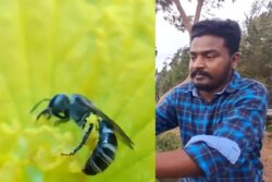 Coimbatore Youth Showcases His Breathtaking Photography Skills Capturing Various Insects