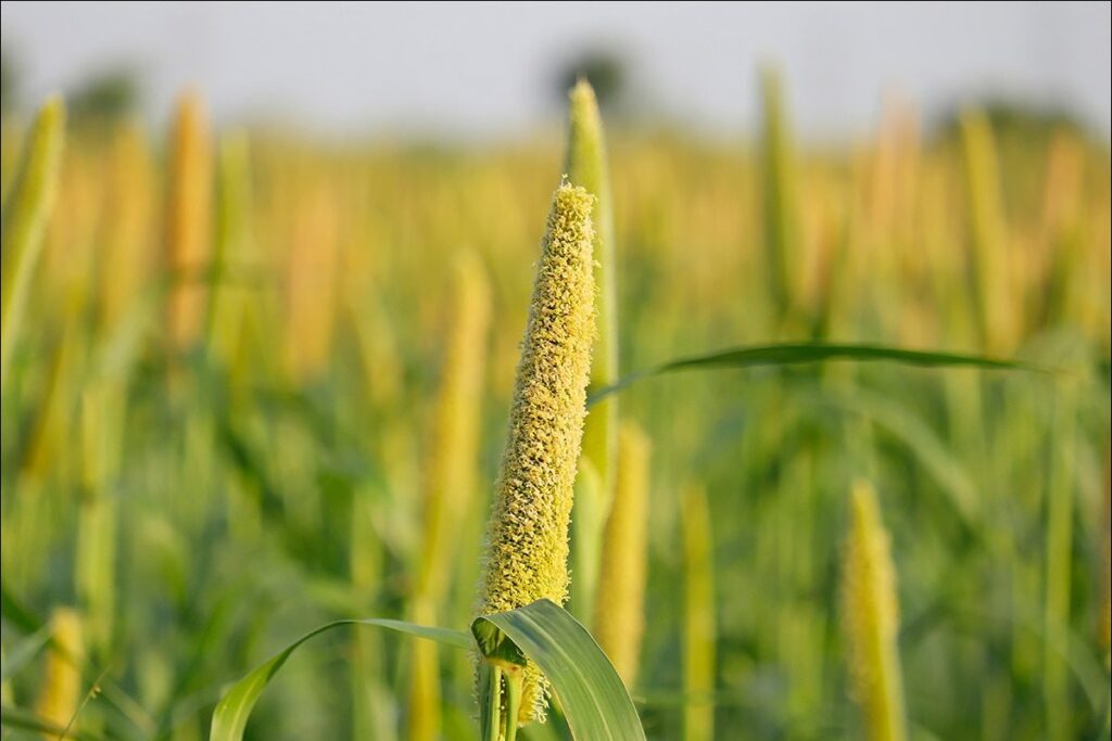 Millets Resurge: Embracing Healthier Choices