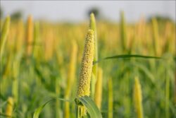 Millets Resurge: Embracing Healthier Choices