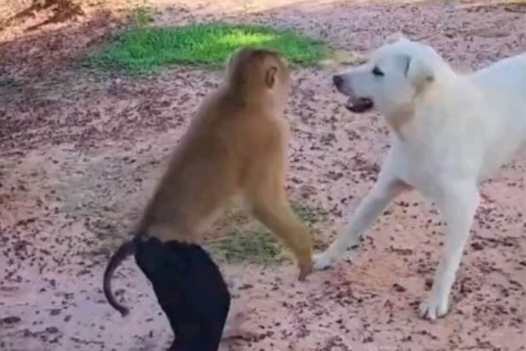 Adorable Video Of Monkey Taking On A Dog Will Take Your Monday Blues Away