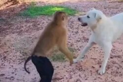Adorable Video Of Monkey Taking On A Dog Will Take Your Monday Blues Away