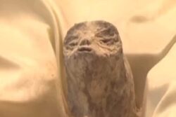 Aliens? Mexico Displays 1000-year-old 'Non-human' Fossils During Congress Hearing