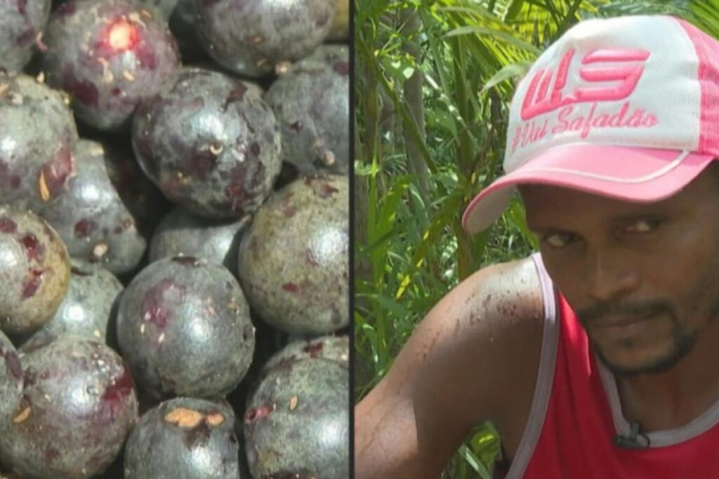Acai Berry Craze: Boon or Threat For the Amazon?
