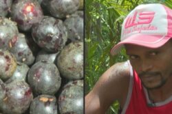 Acai Berry Craze: Boon or Threat For the Amazon?