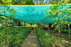 In a Bid To Boost Plantation Economy, Assam To Create 4 New World Records Under 'Amrit Brikshya Andolan'