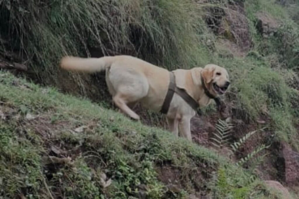 J&K: 6-year-old Army Dog Kent Sacrifices Life While Protecting Her Handler in Rajouri Encounter