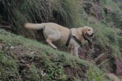 J&K: 6-year-old Army Dog Kent Sacrifices Life While Protecting Her Handler in Rajouri Encounter