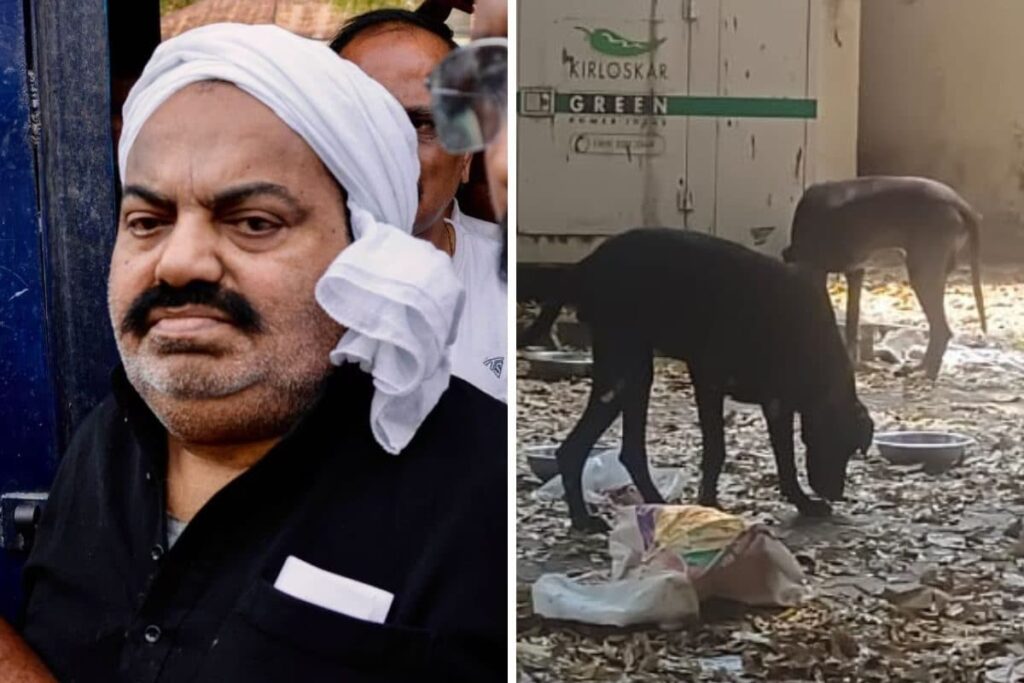 ‘Dog Days’ for Slain Gangster Atiq Ahmed’s Pets End: Great Danes Dainy, Sando & Kallu Adopted
