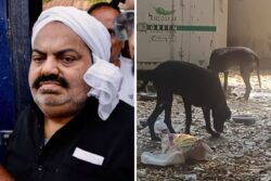 ‘Dog Days’ for Slain Gangster Atiq Ahmed’s Pets End: Great Danes Dainy, Sando & Kallu Adopted