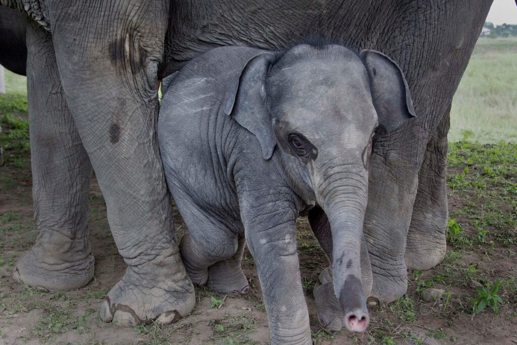 Elephant Calf Found Dead in Korba District of Chhattisgarh