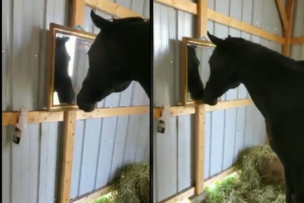 Horse Reacting To Seeing A Mirror Is Innocent And Funny At The Same Time