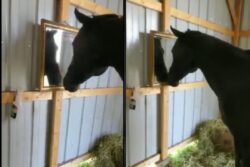 Horse Reacting To Seeing A Mirror Is Innocent And Funny At The Same Time