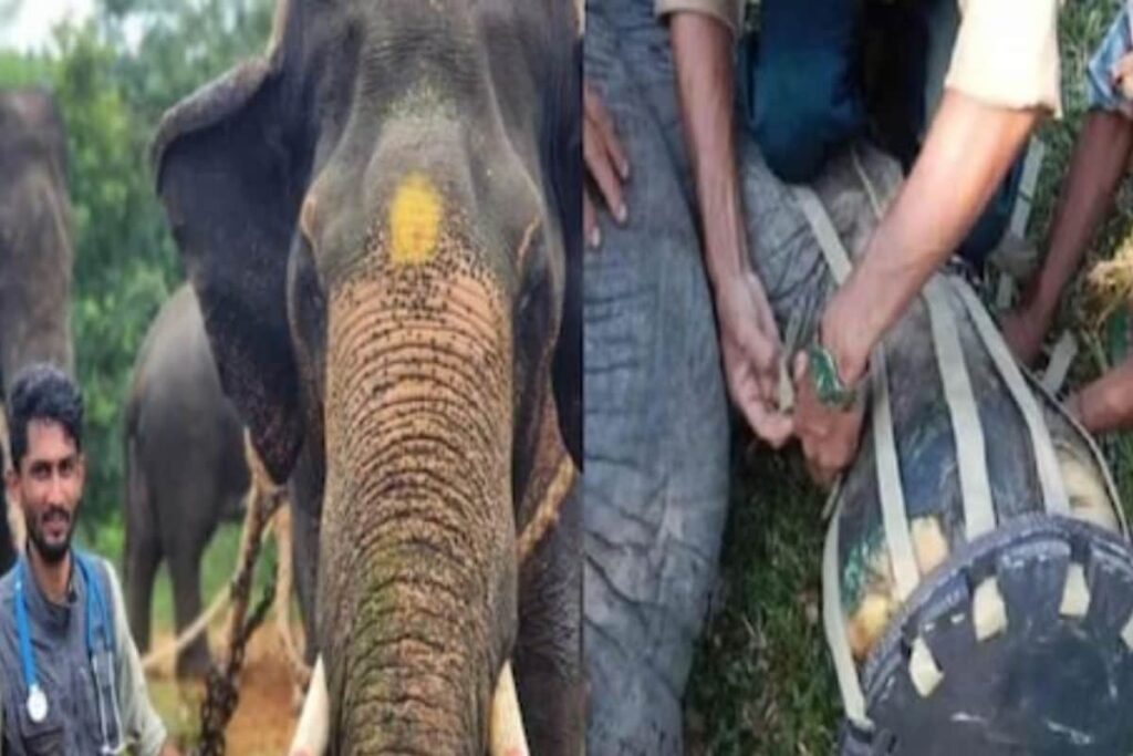 Karnataka Vet Makes Shoes For 60-year-old Injured Elephant