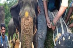 Karnataka Vet Makes Shoes For 60-year-old Injured Elephant