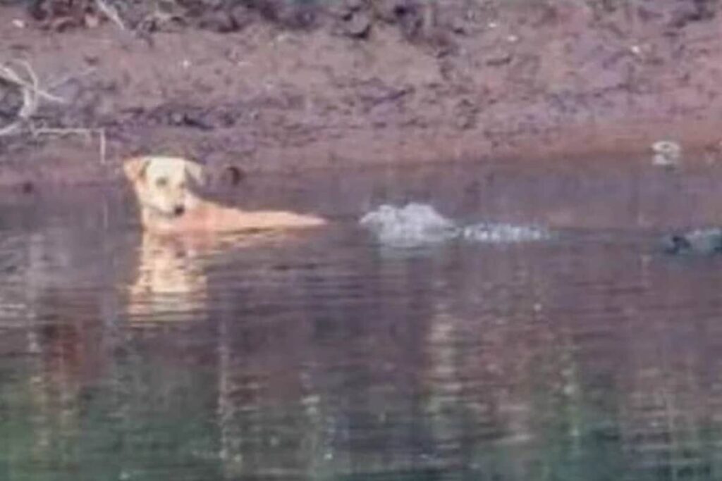 Trending: Crocodiles Save Dog's Life And Internet Can't Believe It