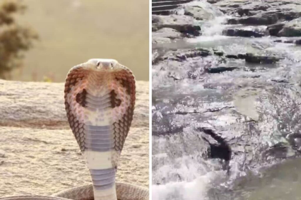 At Tamil Nadu's Famous Courtallam Temple, 12-foot-long King Cobra Caught And ...