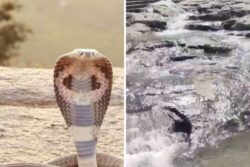 At Tamil Nadu's Famous Courtallam Temple, 12-foot-long King Cobra Caught And ...