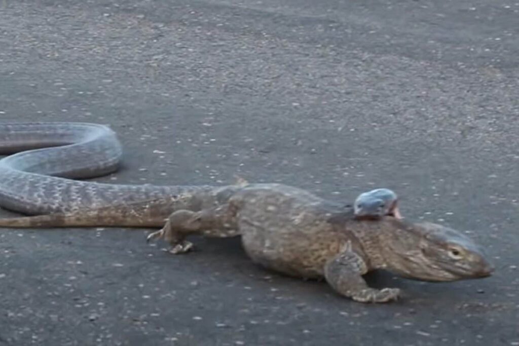 Monitor Lizard Vs King Cobra: Can You Guess Who Won The Fight In This Viral Video