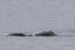 Woman Releases Photos Of Loch Ness Monster She Clicked In 2018, Reveals Why She Kept It A Secret