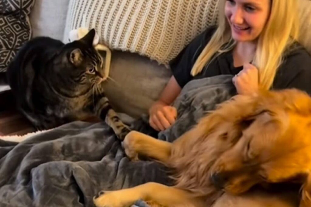 Cats Don't Like Dogs And This Video Will Tell You Why