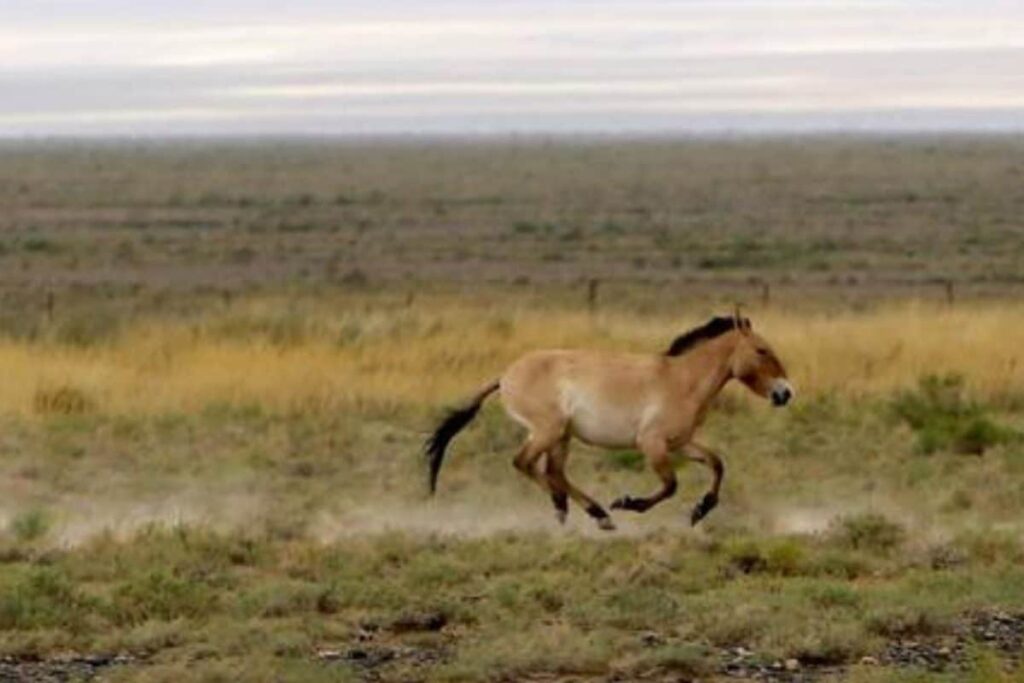 In ‘World’s Emptiest Country’, There Are More Horses Than Humans