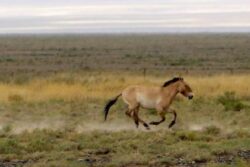 In ‘World’s Emptiest Country’, There Are More Horses Than Humans