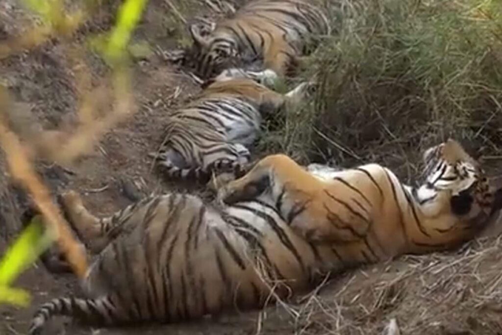 UP: Man Killed in Tiger Attack in Dudhwa Buffer Zone