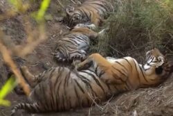 UP: Man Killed in Tiger Attack in Dudhwa Buffer Zone