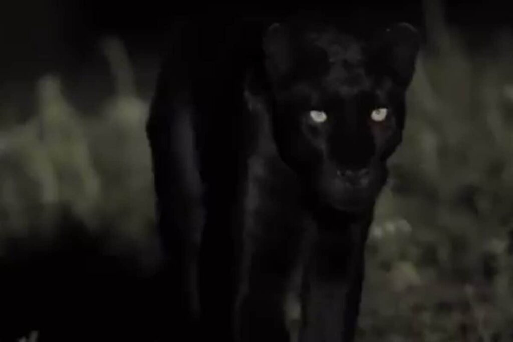 Can You Spot The Difference? Internet Divided Over Big Cat In Viral Clip