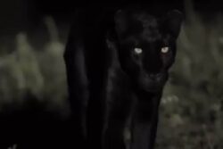 Can You Spot The Difference? Internet Divided Over Big Cat In Viral Clip