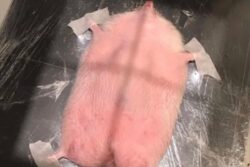 Hedgehog Undergoing X-Ray Is As Hilarious As It Gets