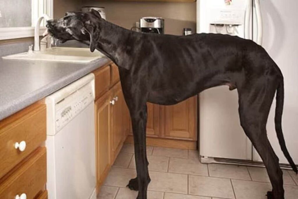 World's Tallest Dog, Zeus, Succumbs To Post Cancer Complications