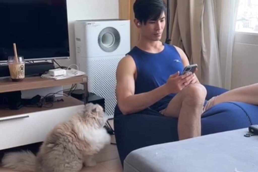 Cat Pleading For Cuddles Is Oh-So-Relatable