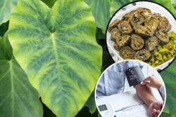 7 Health Benefits of Taro Leaves, A Nutrient Powerhouse