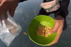 Paraglider Takes Love For Food To New Heights, Makes And Relishes Cereal In Air