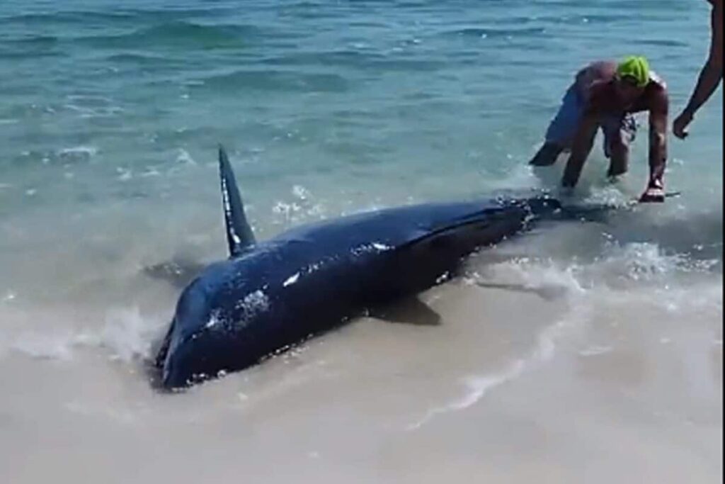 'Humanity Still Exists': Group Of Men Rescue Stranded Shark By Pushing It Back Into The Water