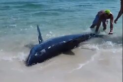 'Humanity Still Exists': Group Of Men Rescue Stranded Shark By Pushing It Back Into The Water