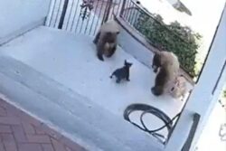 Dog Vs Grizzly Bears: Guess Who Won The Battle