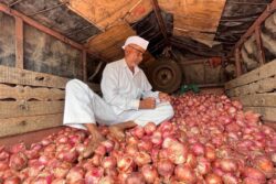Onion Traders in Nashik District Go on Indefinite Strike Over Export Duty; Govt Orders Strict Action