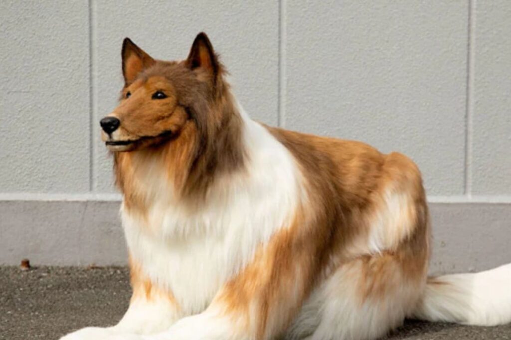 Japanese Man Who Spent 12 Lakh To Become A Dog Wants To Act In Films