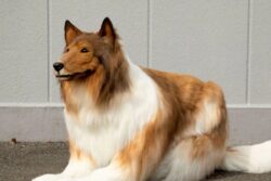 Japanese Man Who Spent 12 Lakh To Become A Dog Wants To Act In Films