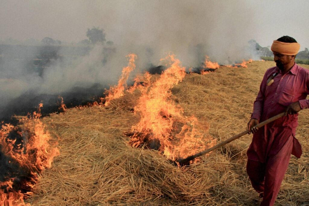 Punjab Vows to Halve Farm Fires from 2022, Submits Action Plan before Paddy Harvest Season