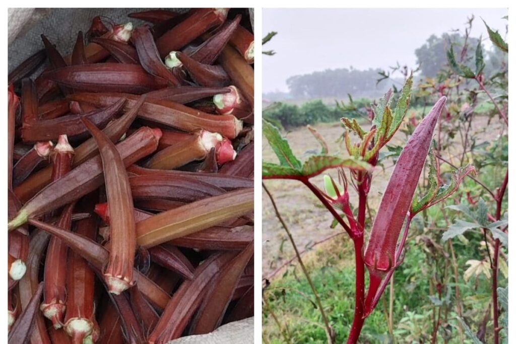 Cultivation of 'Red Ladies' Finger' Starts at Siliguri, Farmers Expecting Double Profit