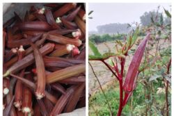 Cultivation of 'Red Ladies' Finger' Starts at Siliguri, Farmers Expecting Double Profit