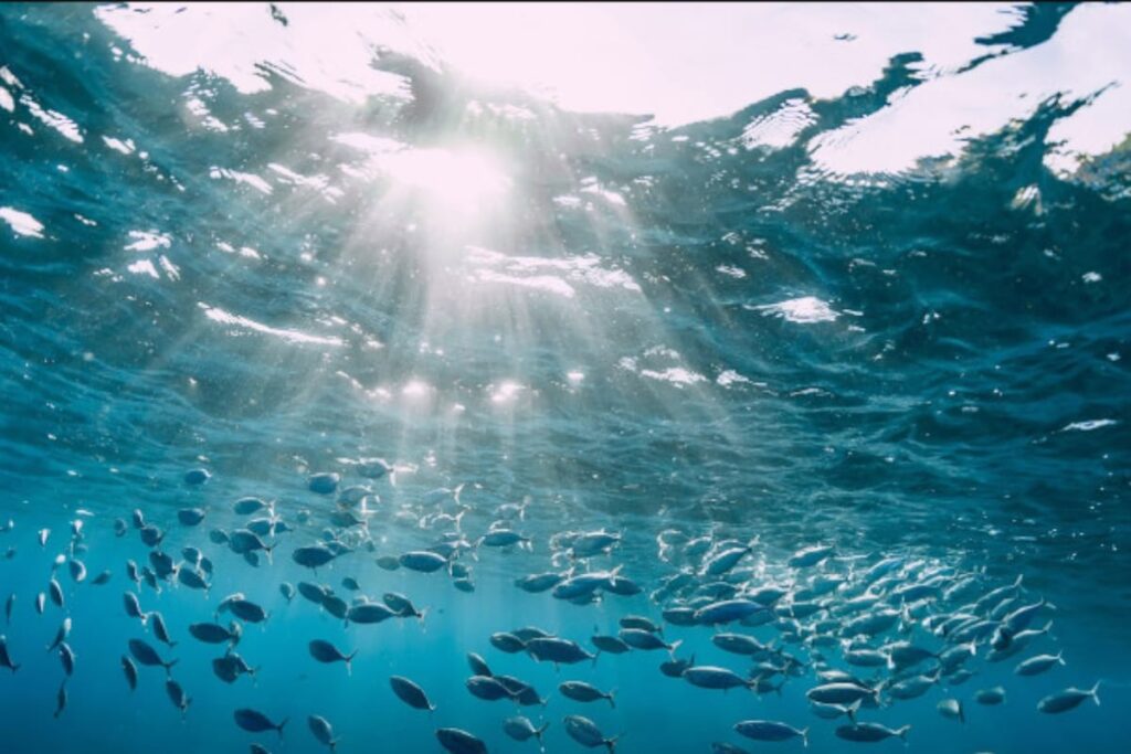 Fish Stocks Survive Ocean Heatwaves, Study