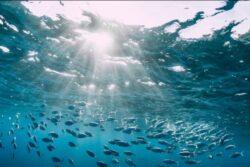 Fish Stocks Survive Ocean Heatwaves, Study