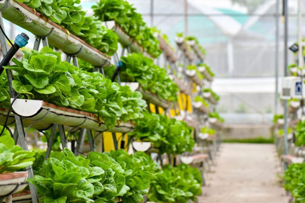 The Urban Farming Revolution: Reshaping Access to Local Produce