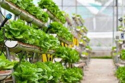 The Urban Farming Revolution: Reshaping Access to Local Produce