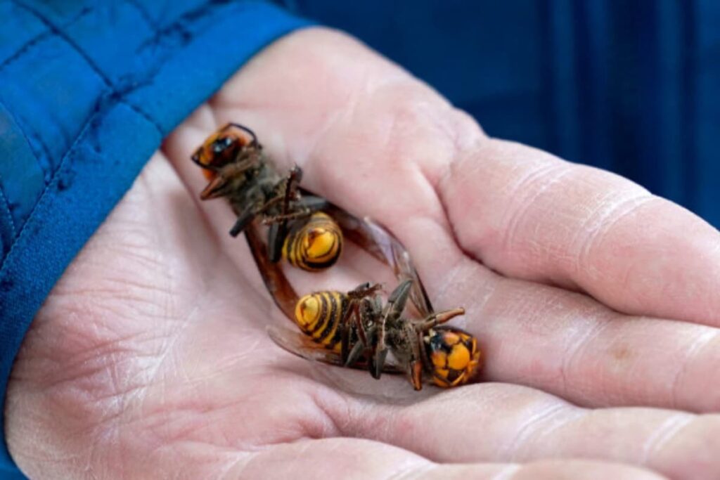 Invasive Species Problem Will Be 'Worse Before it Gets Better'