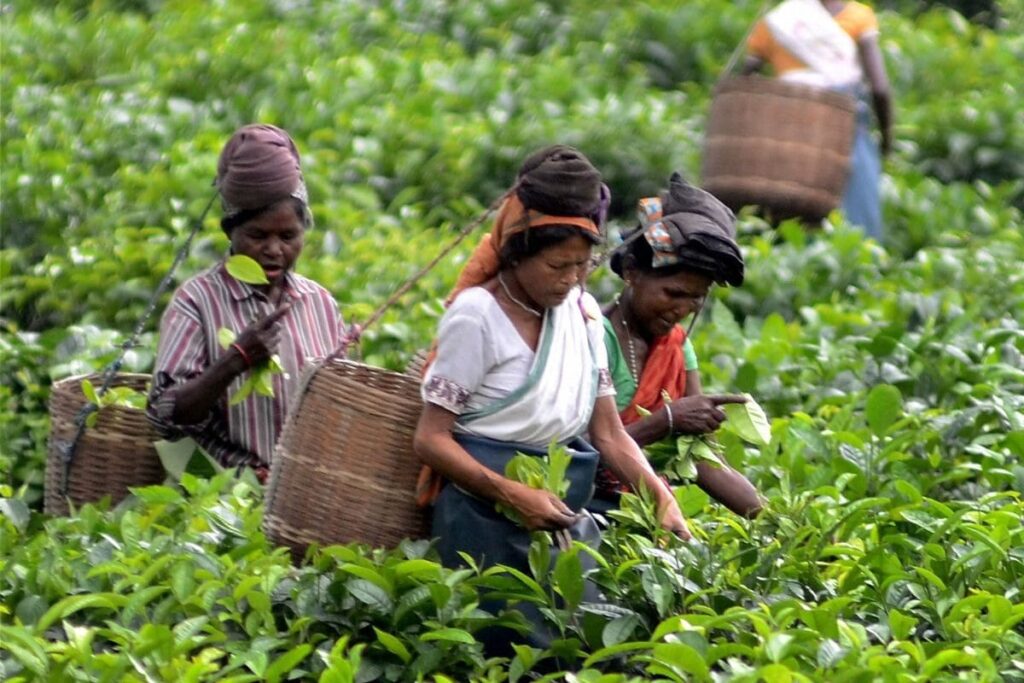Assam: Tea Board's Old English Auction System Irks Planters
